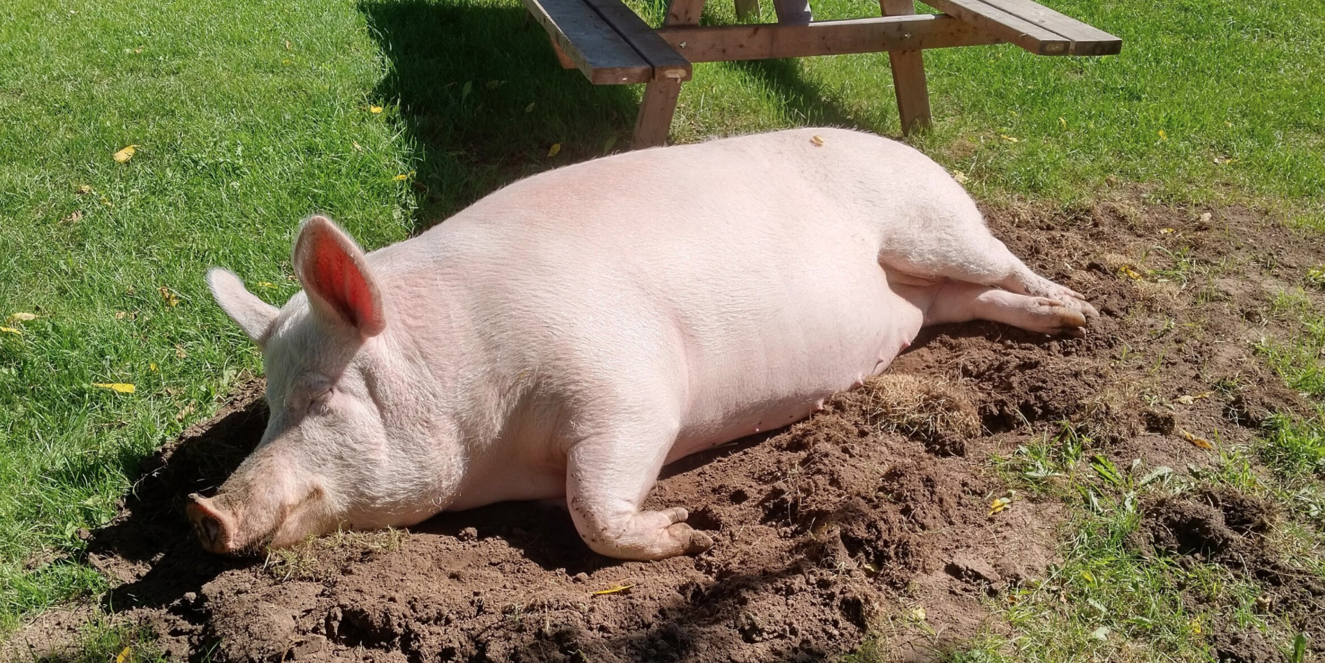 Esther the Wonder Pig