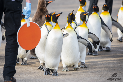 King Penguin Walk / Calgary Zoo