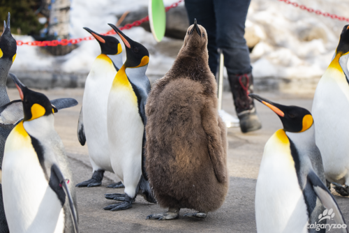KingĀ Penguin Walk / Calgary Zoo