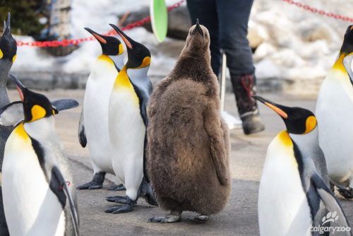 King Penguin Walk / Calgary Zoo