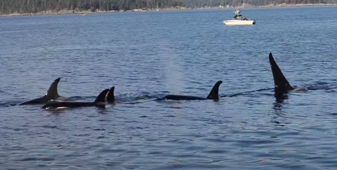 Orca pod gets up close and personal with Bowen Island beachgoers (VIDEO)