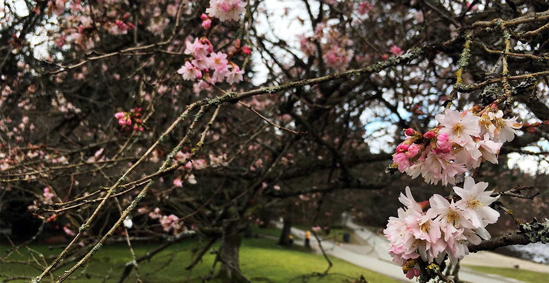 First cherry blossoms of the season bloom near Lost Lagoon (PHOTOS)