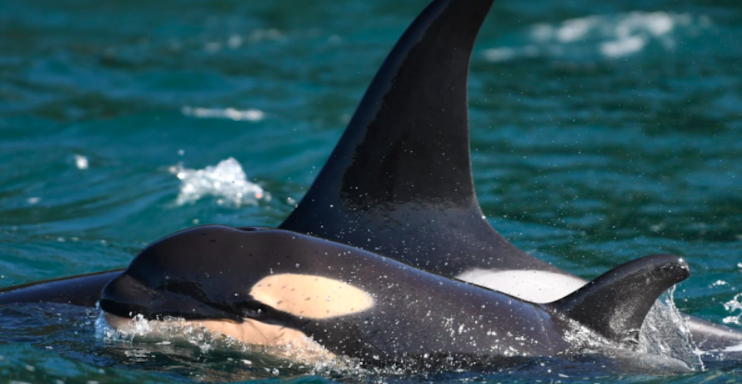 New baby orca welcomed by southern resident killer whale community