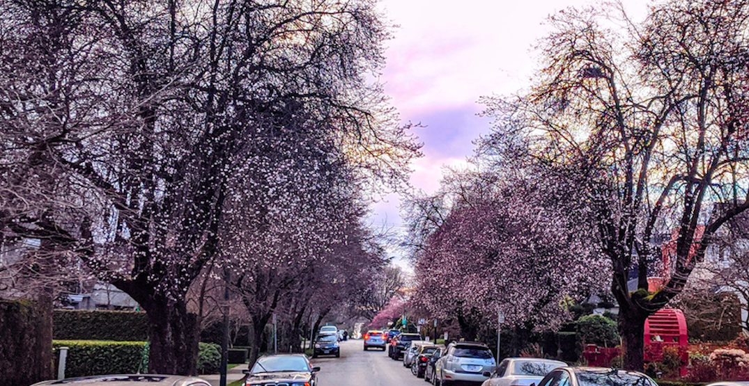 Cherry blossoms are already blooming in Vancouver (PHOTOS)