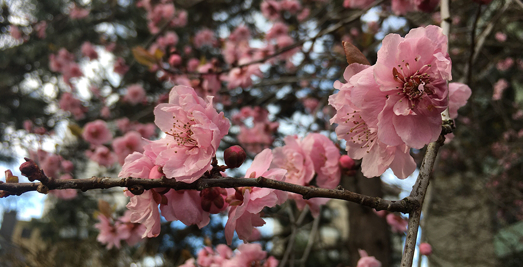 cherry blossoms