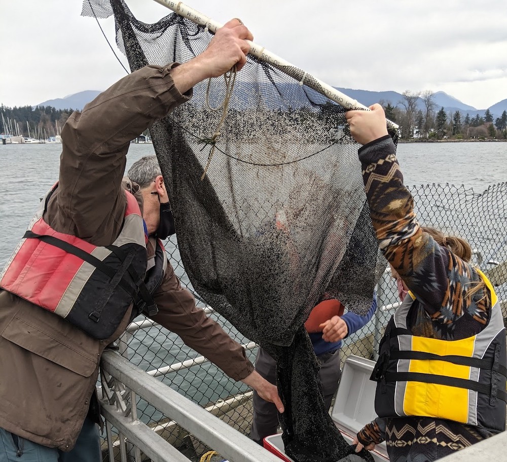 harbour green park coal harbour squamish streamkeepers herring