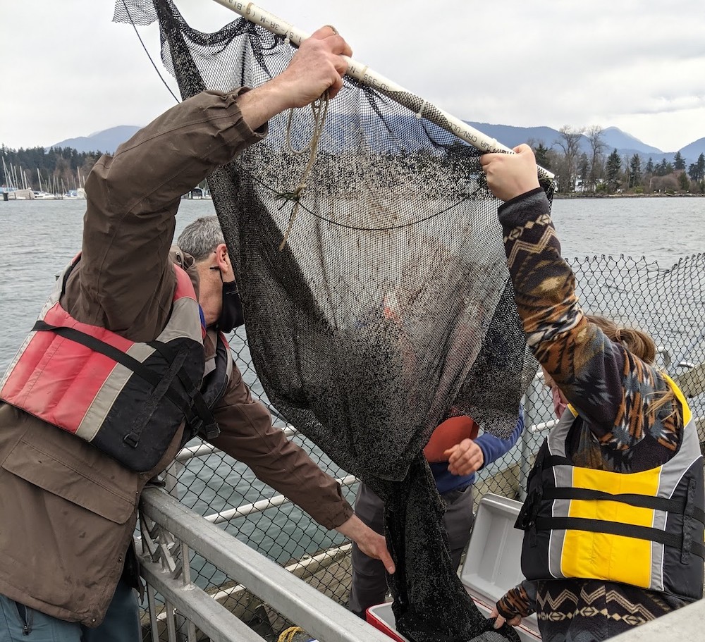 Herring eggs placed in Coal Harbour for an attempt at revival