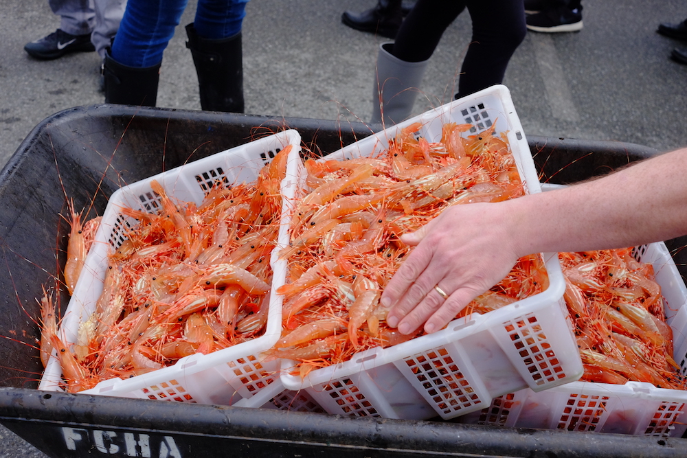 Spot Prawn Festival