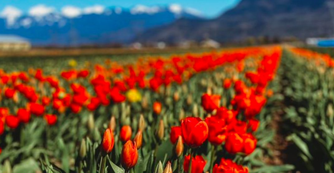 The largest U-pick tulip farm in the Fraser Valley is now open