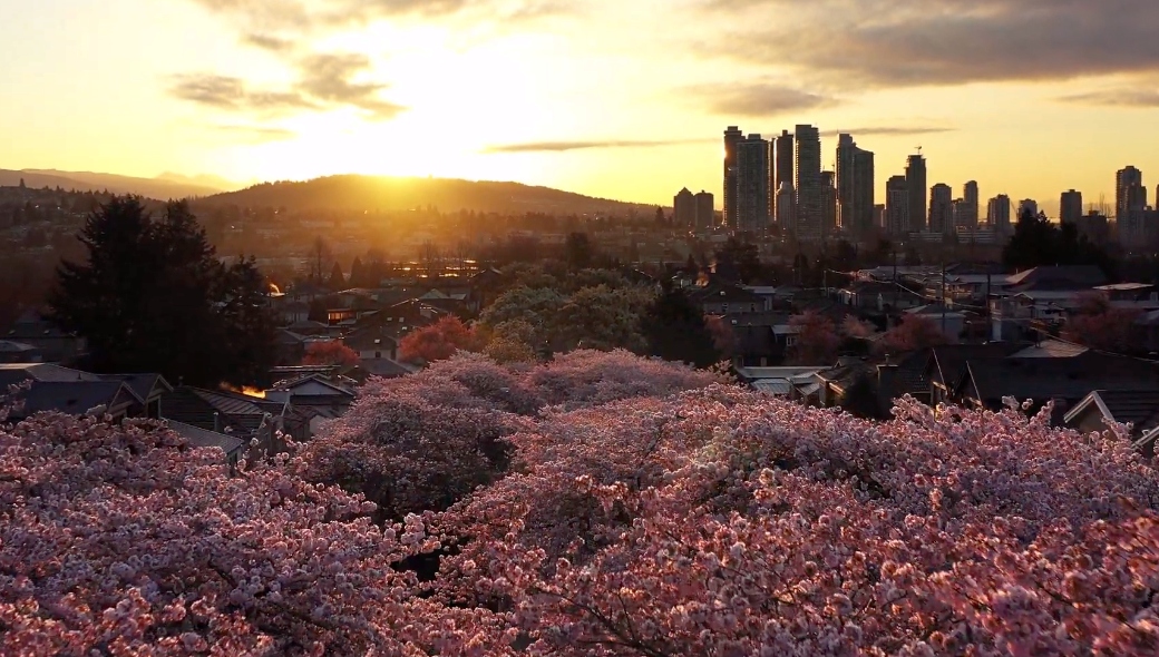 Drone captures mesmerizing view of Vancouver's cherry blossoms (VIDEO)