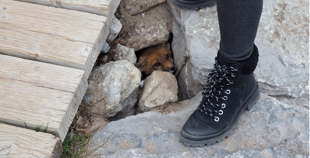 Two baby foxes found dead near den at Woodbine Beach Boardwalk