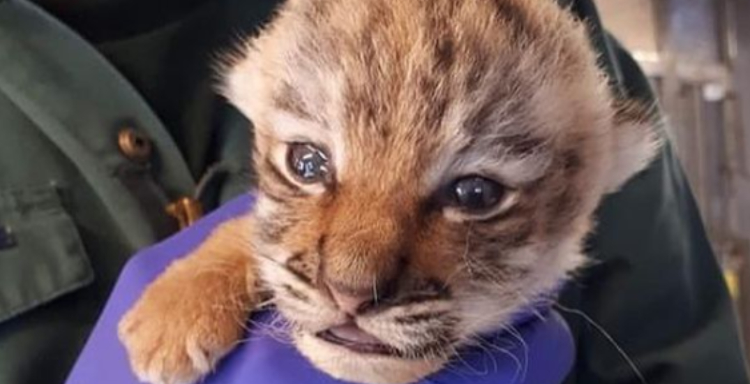 Second endangered tiger cub dies at Toronto Zoo in less than two weeks