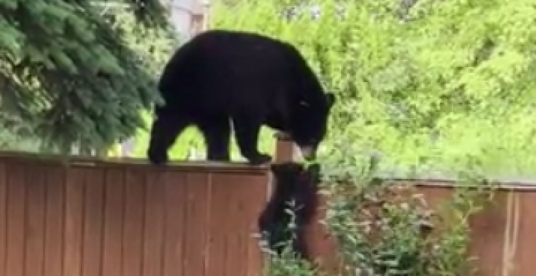 Watch this momma bear and her cubs check out a Coquitlam backyard (VIDEO)