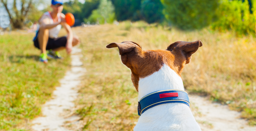 WOOF of Wall Street: What was behind Petco’s rally this week?