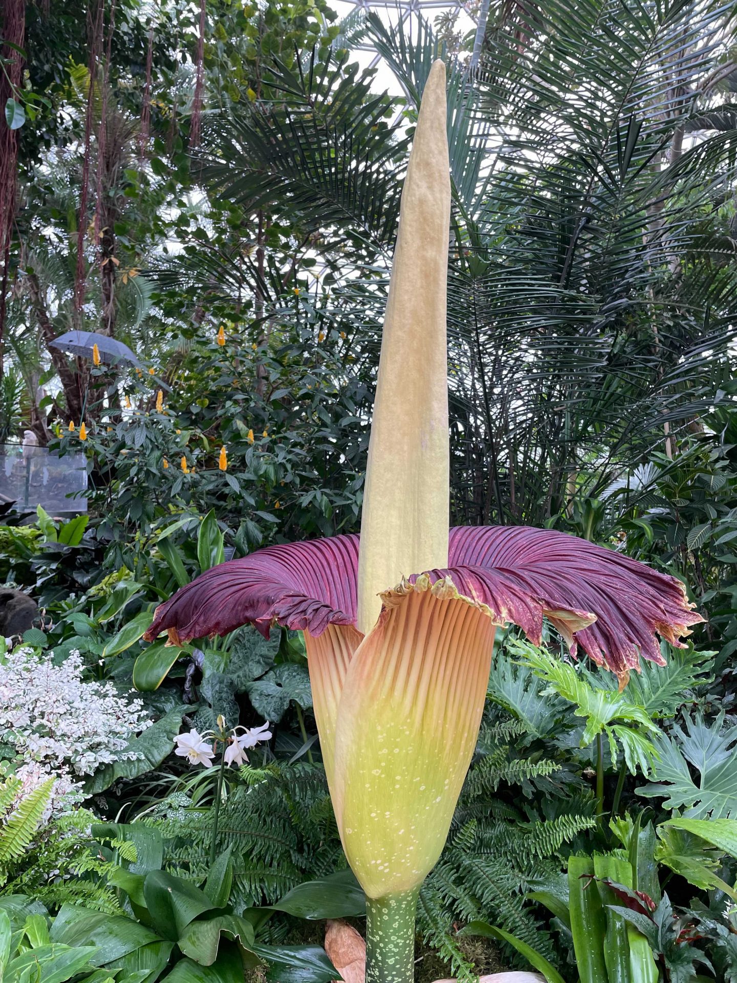 corpse flower