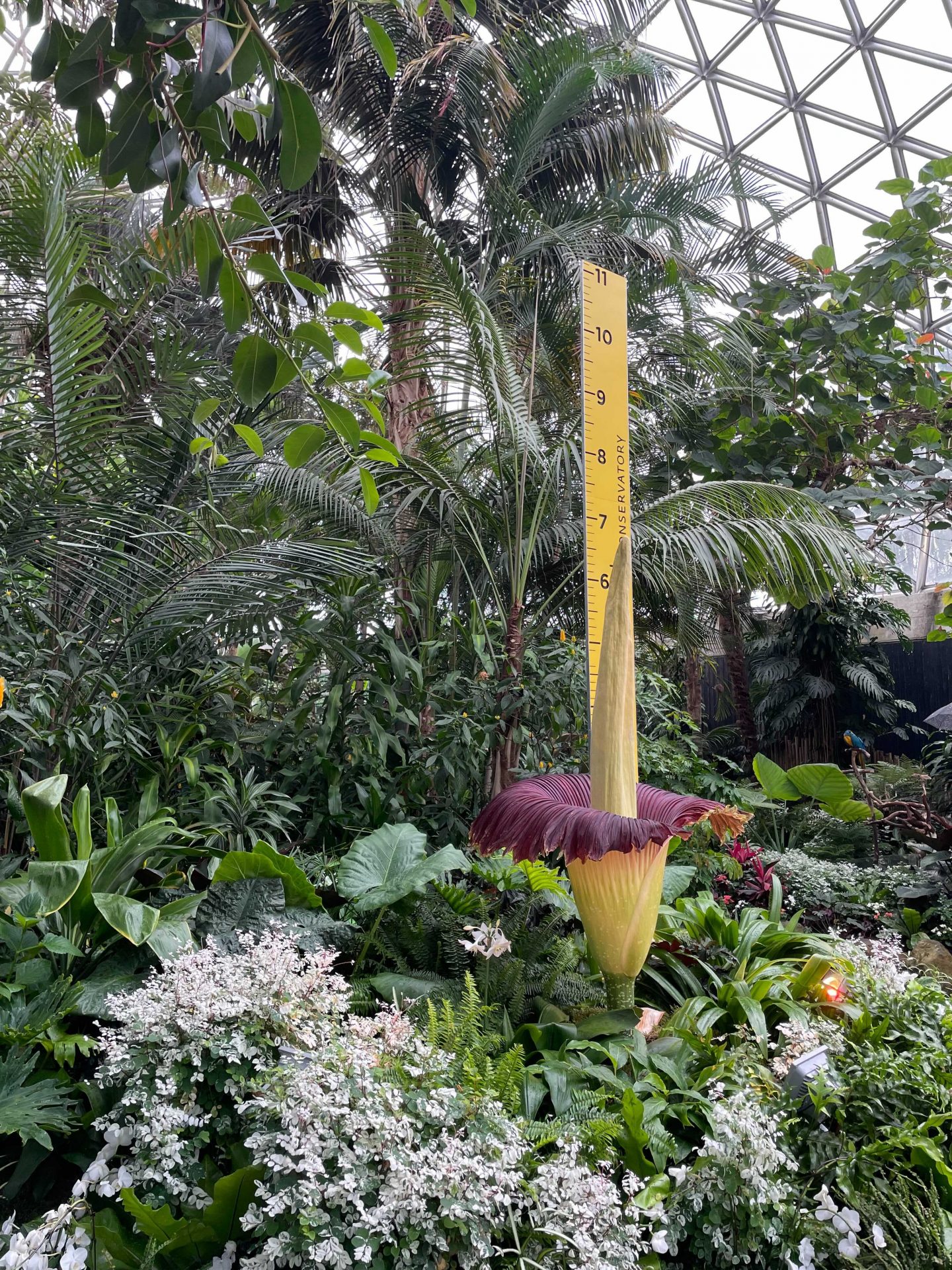 corpse flower