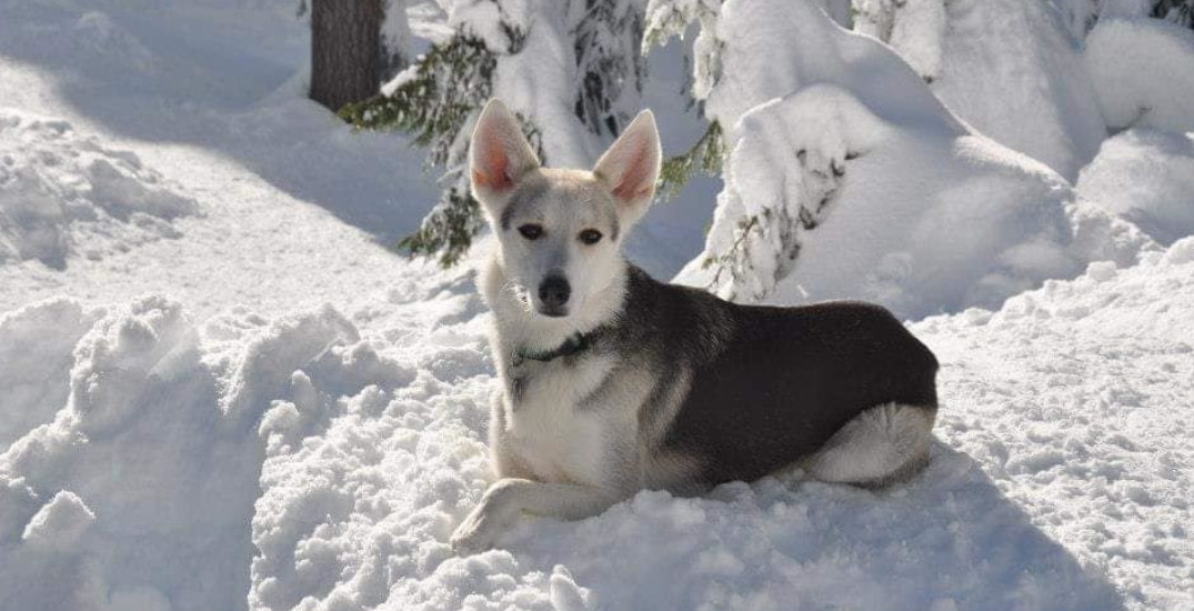 BC family pleads for safe return of Husky cross after car stolen with dog inside