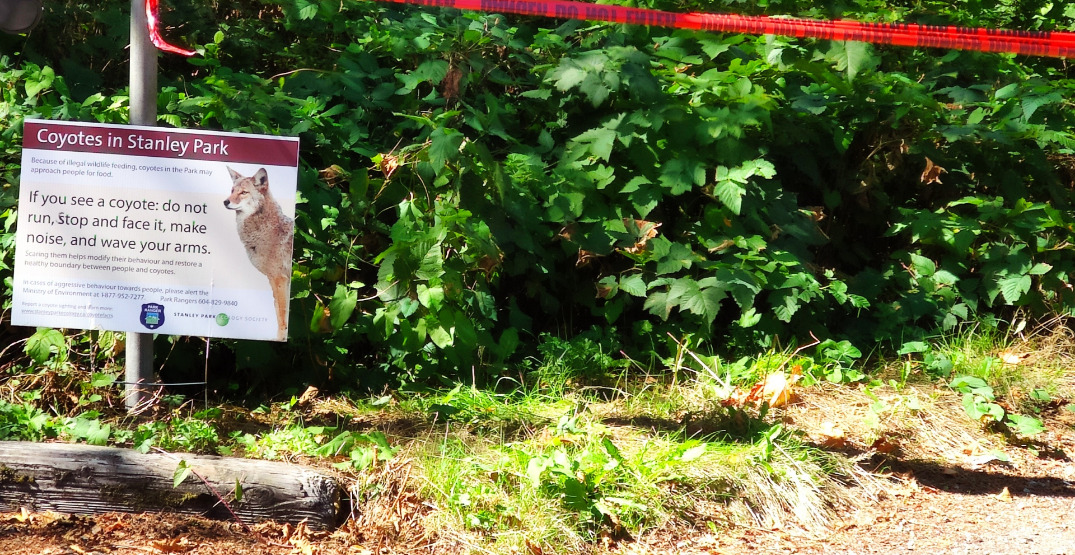 Coyote attack tally hits 45 as Stanley Park nightly closure is expected to last weeks