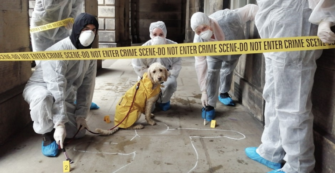 Solve a murder mystery in this city-wide "CSI Calgary" game next spring