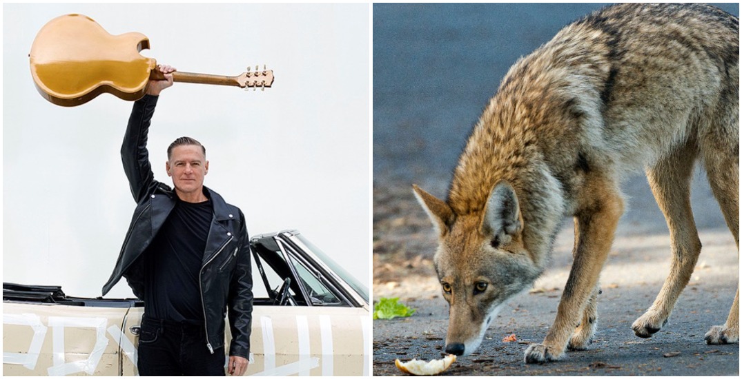 Bryan Adams speaks out against cull as vigil planned for Stanley Park coyotes