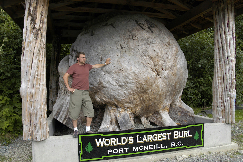 World's largest burl