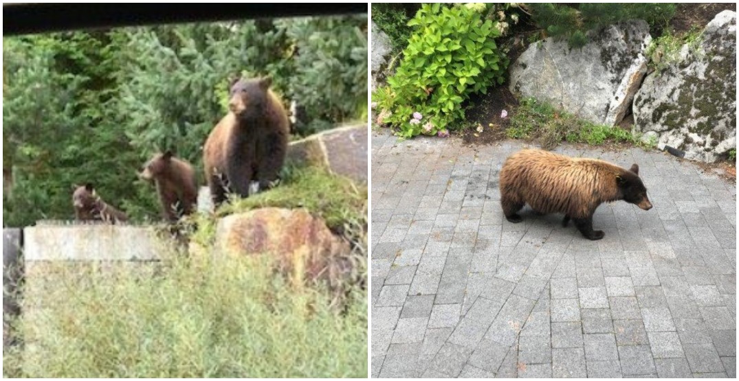 Whistler woman handed $60k fine for feeding and attracting bears
