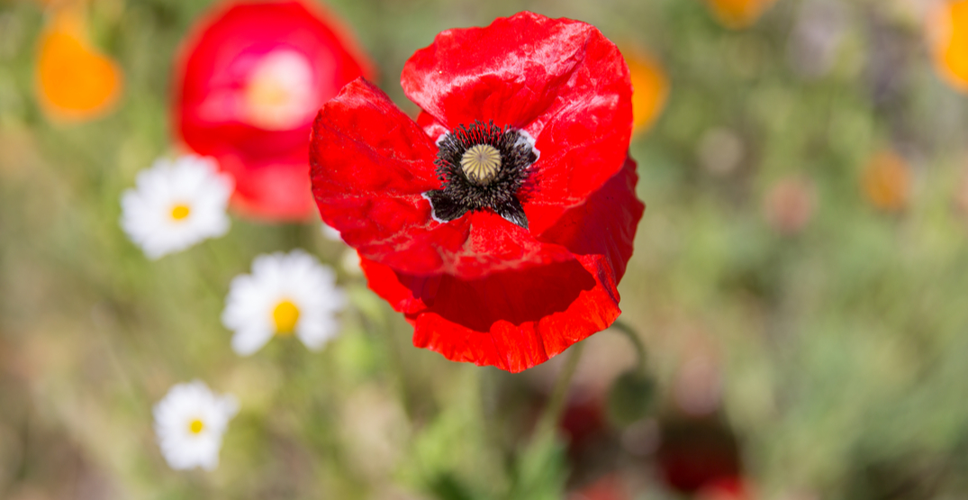 Here's how to watch Remembrance Day ceremonies in Metro Vancouver
