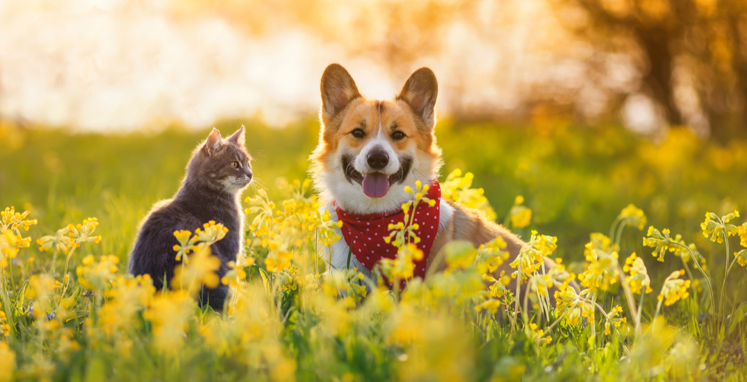 Here are the most popular dog and cat names in Toronto