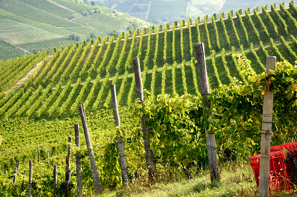 The Asti region, home of the world's best known sweet sparkling wine