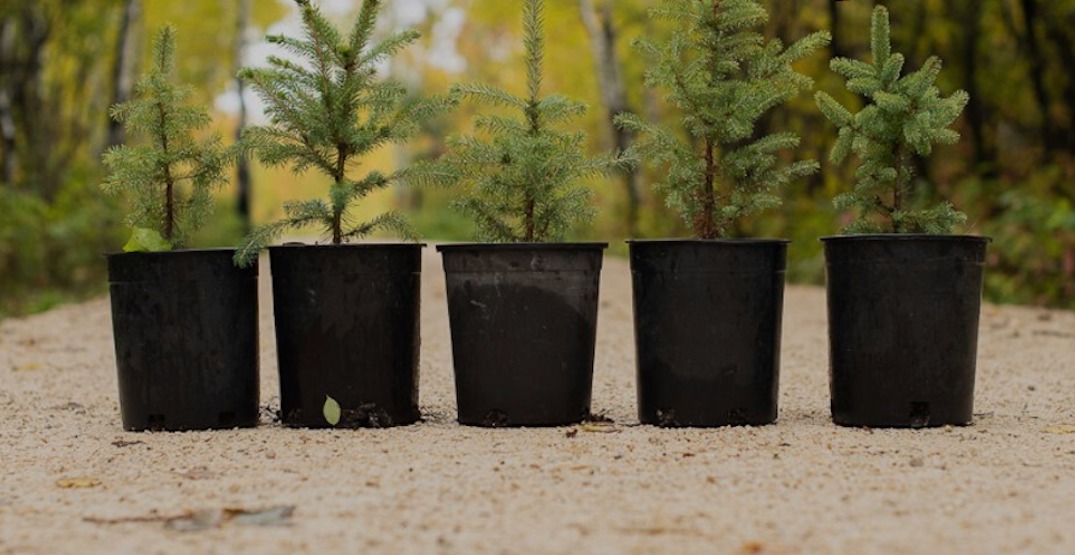 City of Surrey to plant 20% more new trees in 2022