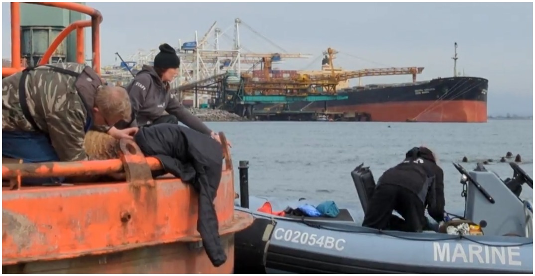 Sea lion found with "deeply embedded strap" on her neck in Delta (VIDEO)