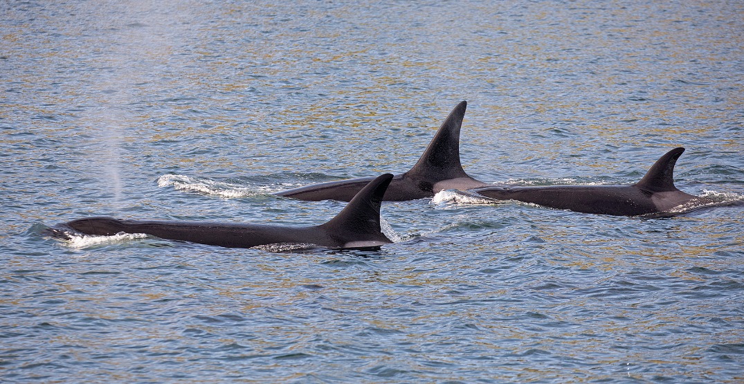 "Emergency order" issued over declining health of 13 orcas in Pacific Northwest (PHOTOS)