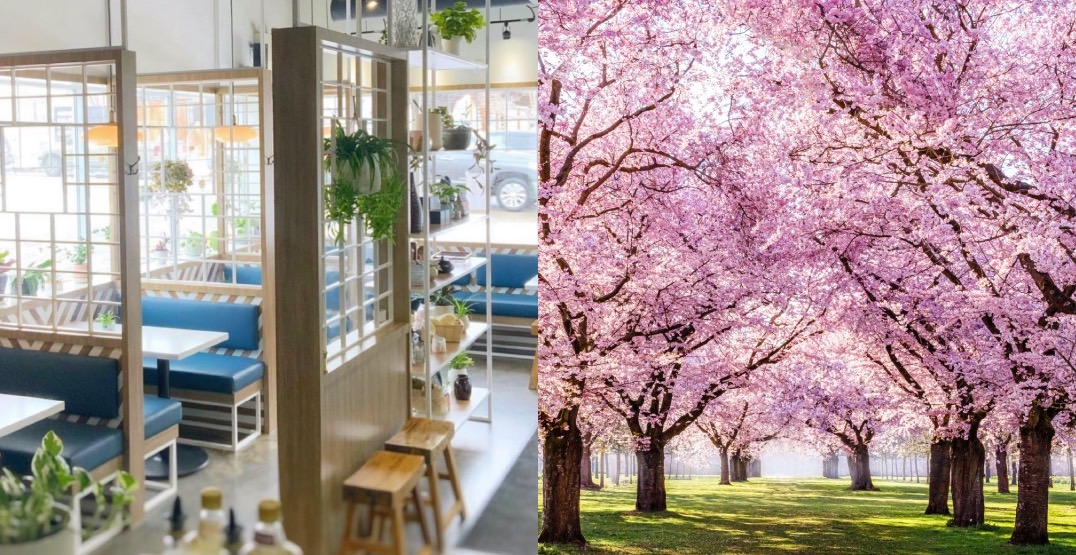 Sammie Cafe offering a beautiful cherry blossom tree cake this month