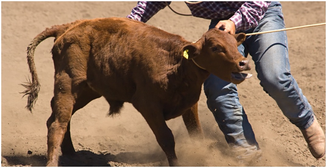 Opinion: Proposed rodeo in Langley flies in the face of community values