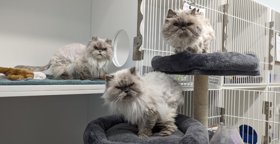 Grumpy cats: These 12 senior pets in BC need a helping paw to be adoptable
