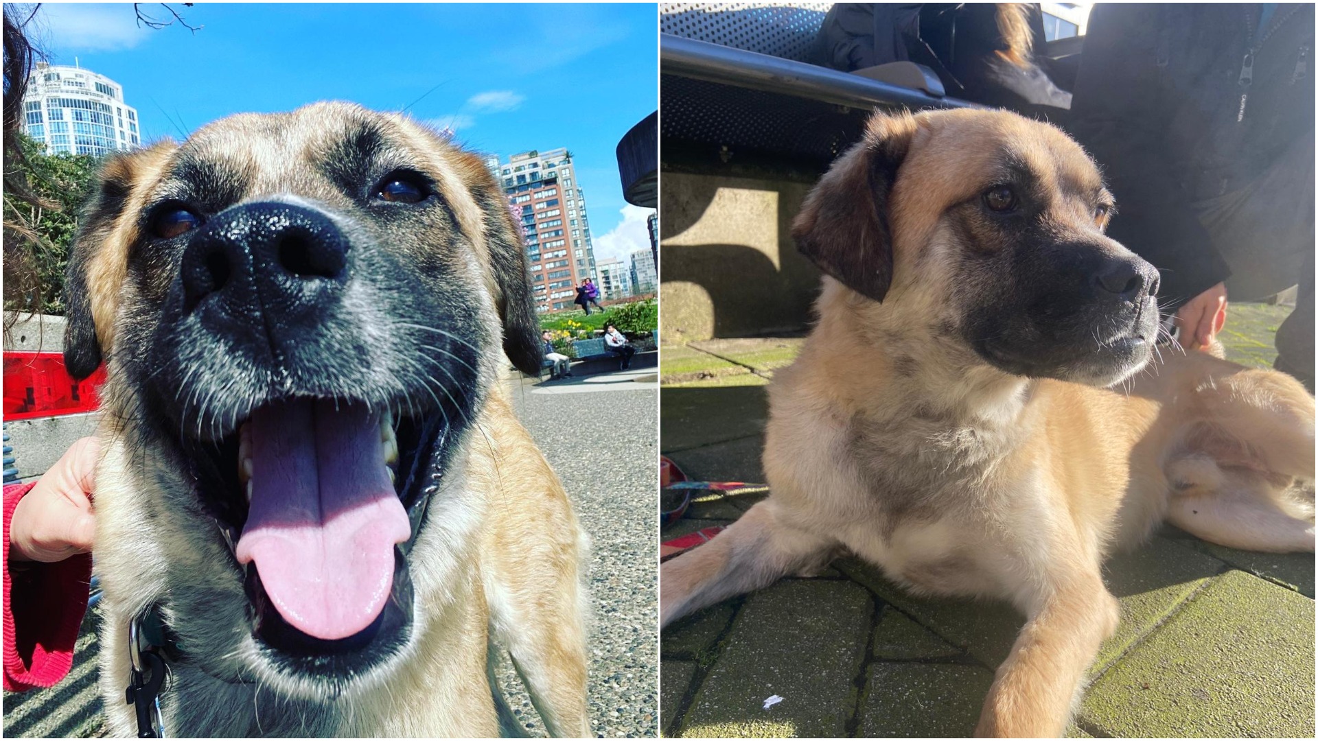 "The sweetest dog": Afghanistan rescue pup flown to Vancouver needs forever home