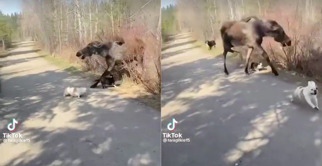 Terrifying trail: Moose charges dogs during walk (VIDEO)