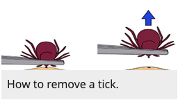 ticks