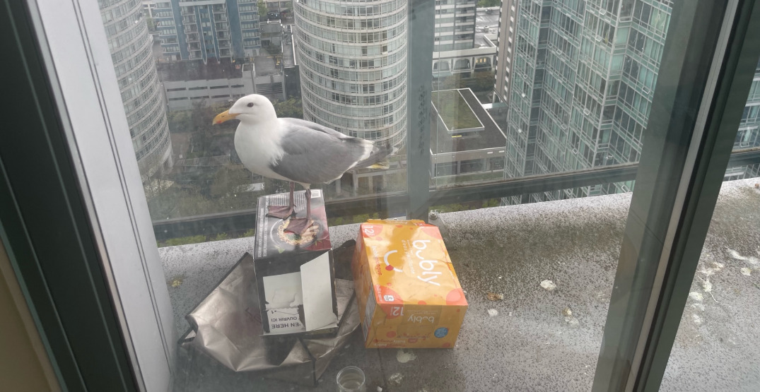 Seagull gets stuck again on balcony of the same Vancouver apartment (VIDEO)