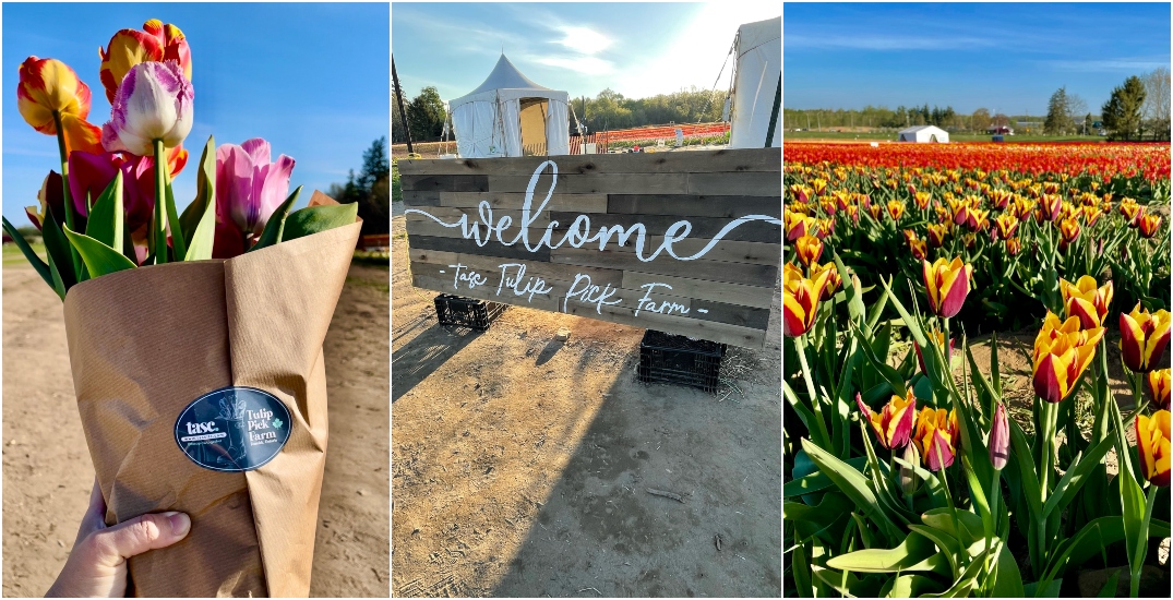 Peak bloom: We picked our own flowers at this tulip farm outside Toronto (VIDEO)