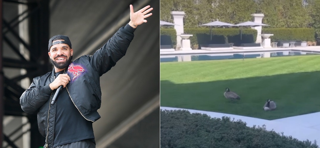 "We're being f*cking bullied": Drake isn't happy with his fowl neighbours (VIDEO)