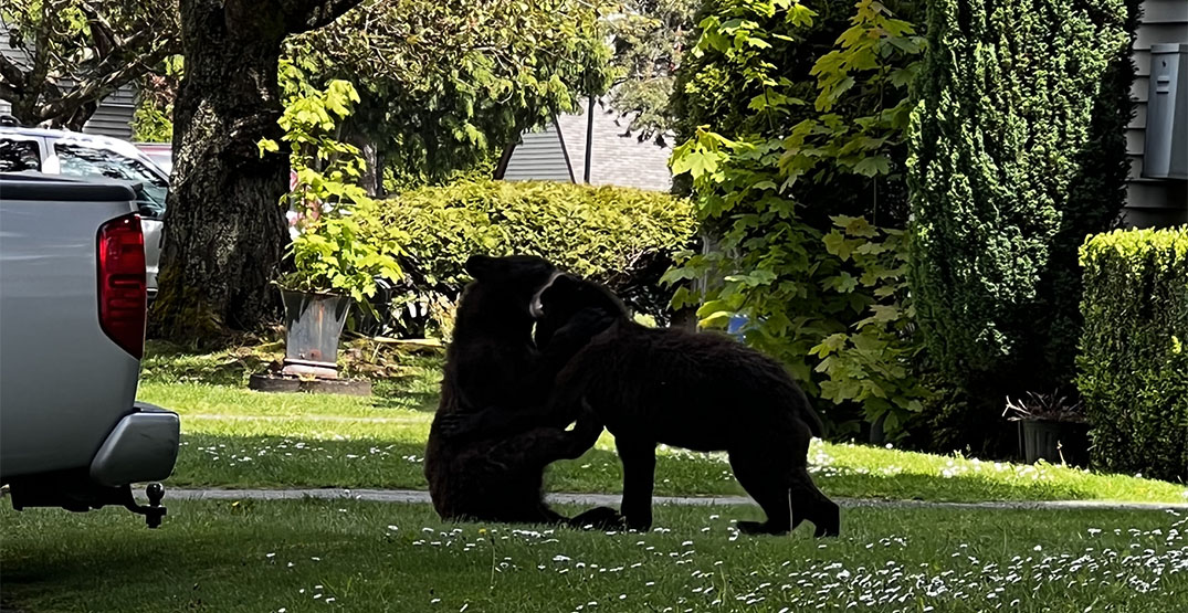 Bear-y cute play date: Bear cubs wrestle in Port Coquitlam yard (VIDEO)