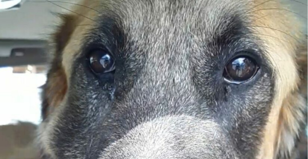 BC dog needs help after being found with multiple gunshot wounds (PHOTOS)