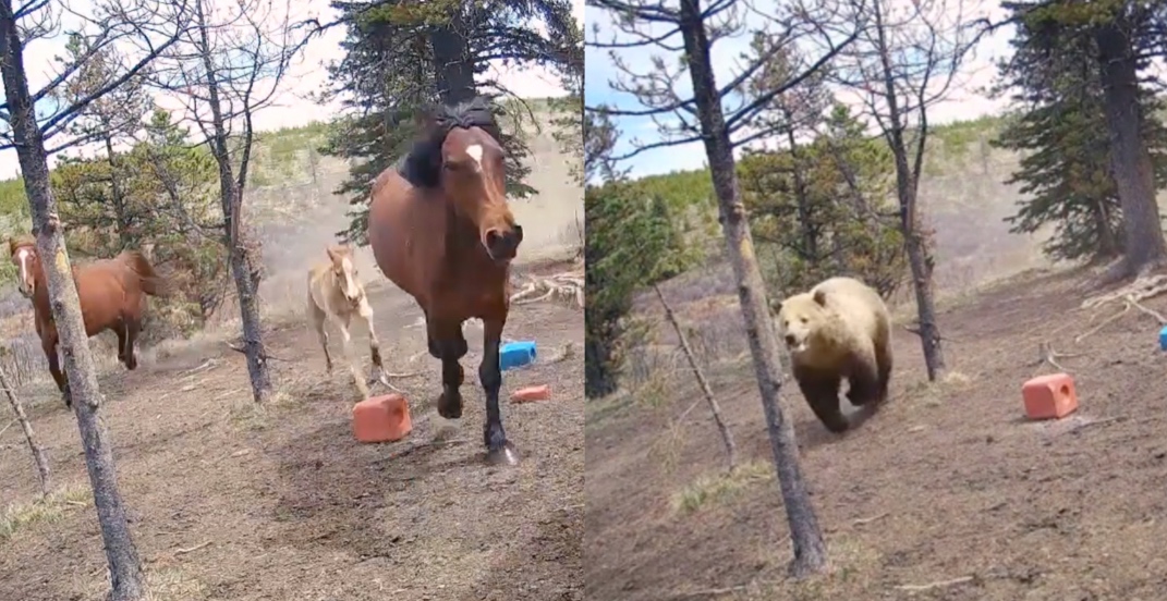 Bear caught on camera chasing a group of wild horses in Alberta (VIDEO)