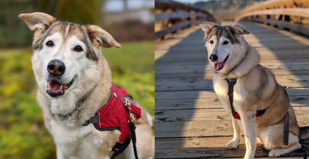 Metro Vancouver husky needs a home after 9 months in a shelter