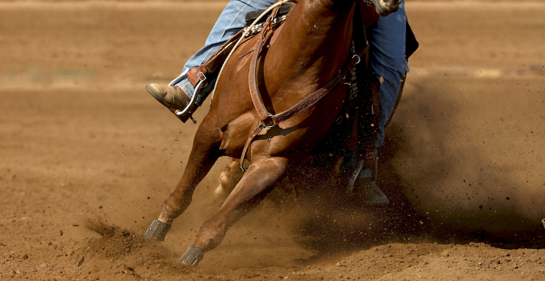 "Major step back for animal welfare": BC SPCA opposes rodeo proposed for Langley