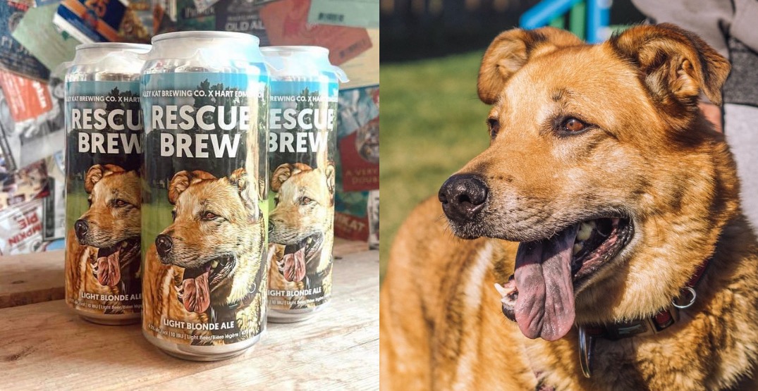 Alley Kat Brewing's new beer will help the Humane Animal Rescue Team