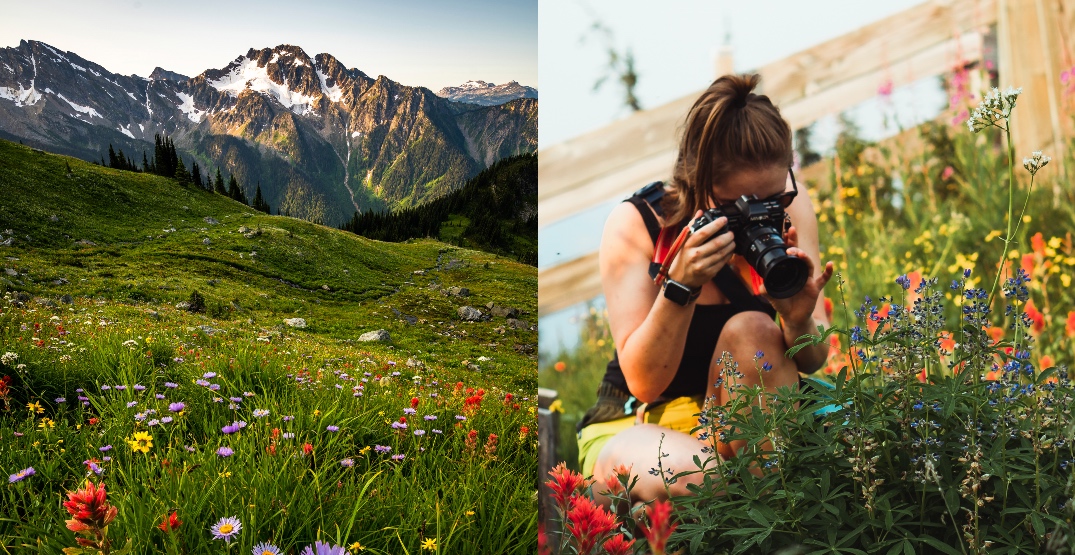 A wildflower festival is happening near the Rocky Mountains this summer