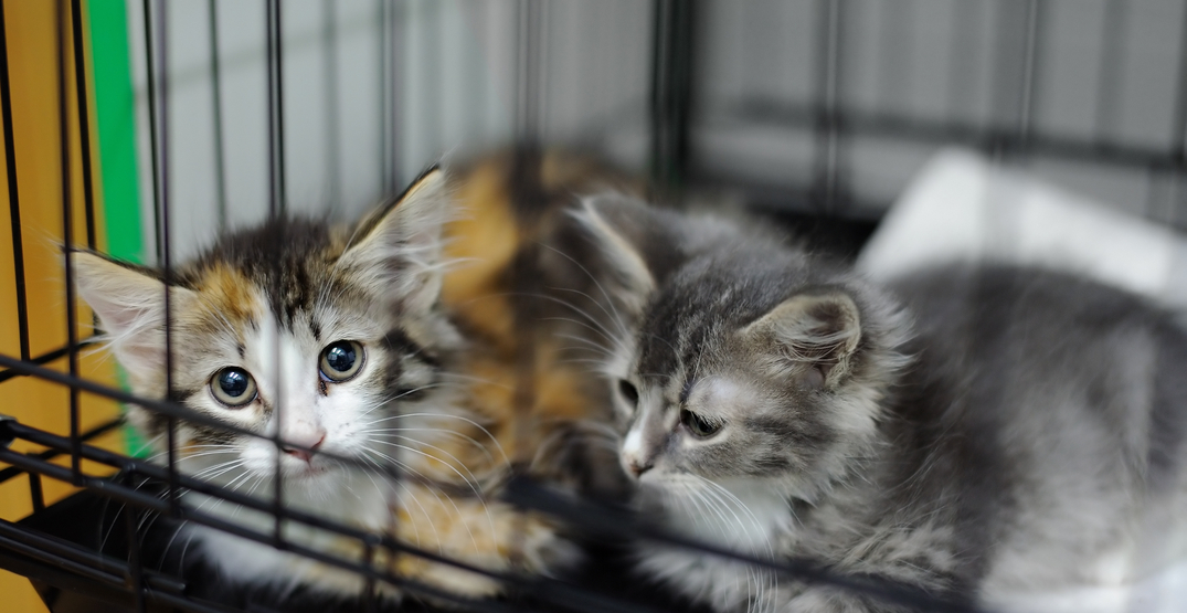"A hazmat scene": More than 100 animals seized from Calgary home