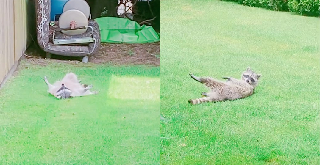 This lounging raccoon in a Vancouver backyard is how we all want to be (VIDEOS)